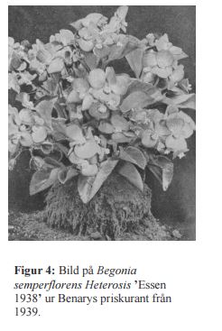 B. ‘Heterosis Essen’